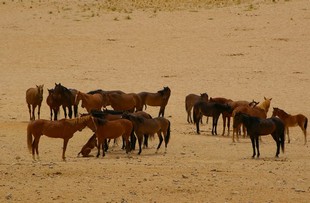 239 Namibia Okt 2006 .JPG